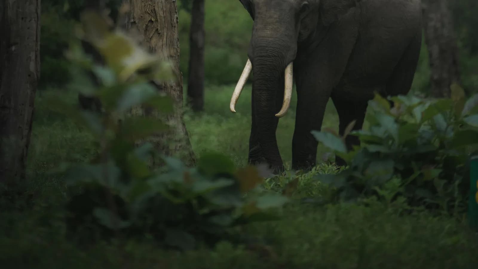 Elephant among trees in a forest