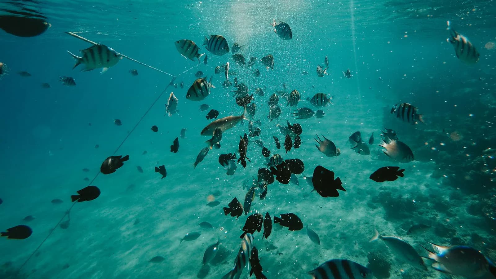 School of fish in clear ocean water