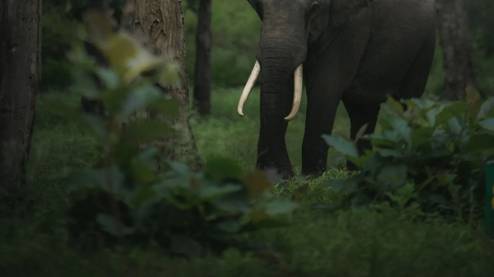 Elephant among trees in a forest