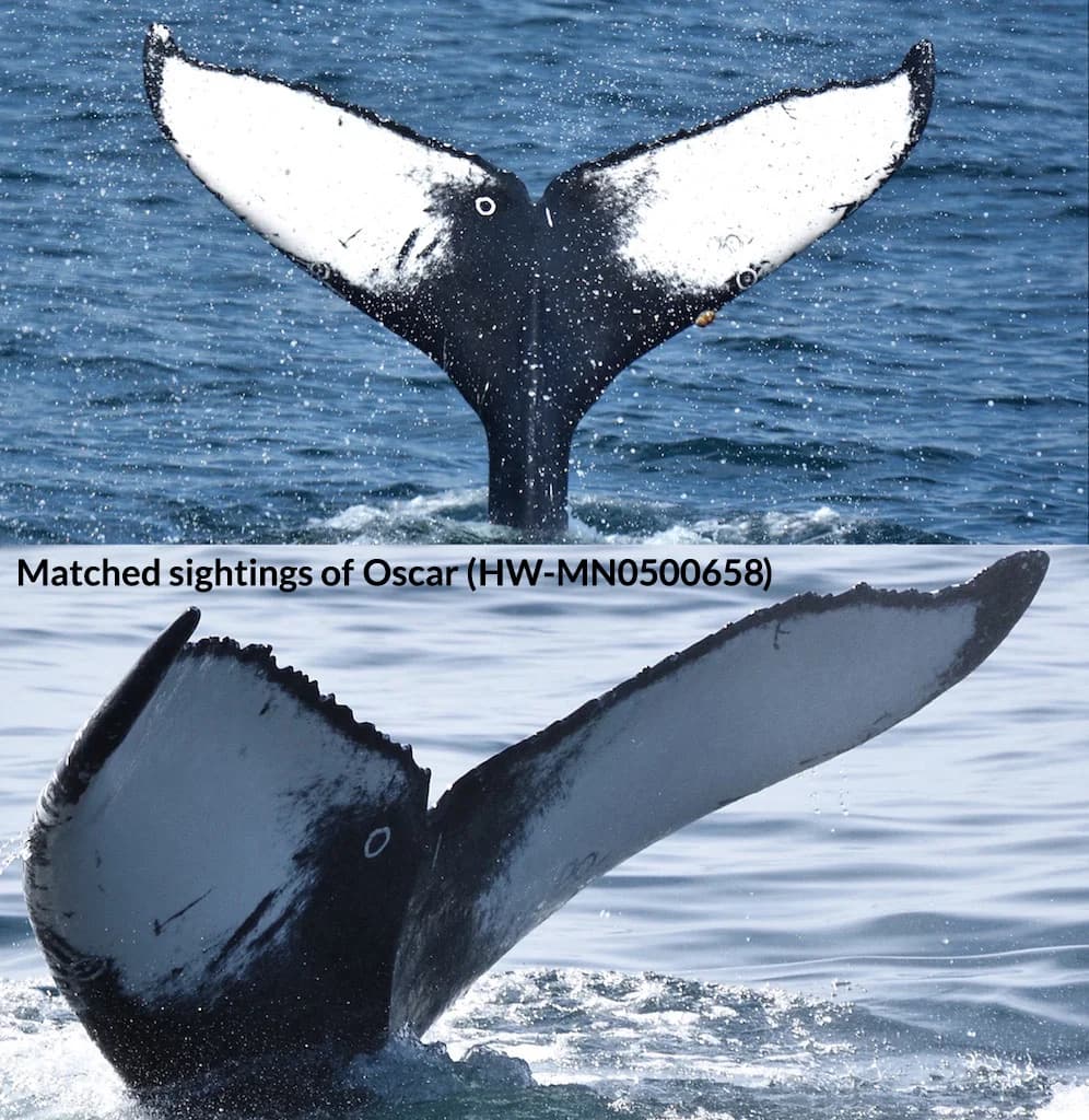 Kaggle competition image for Humpback Whale Identification