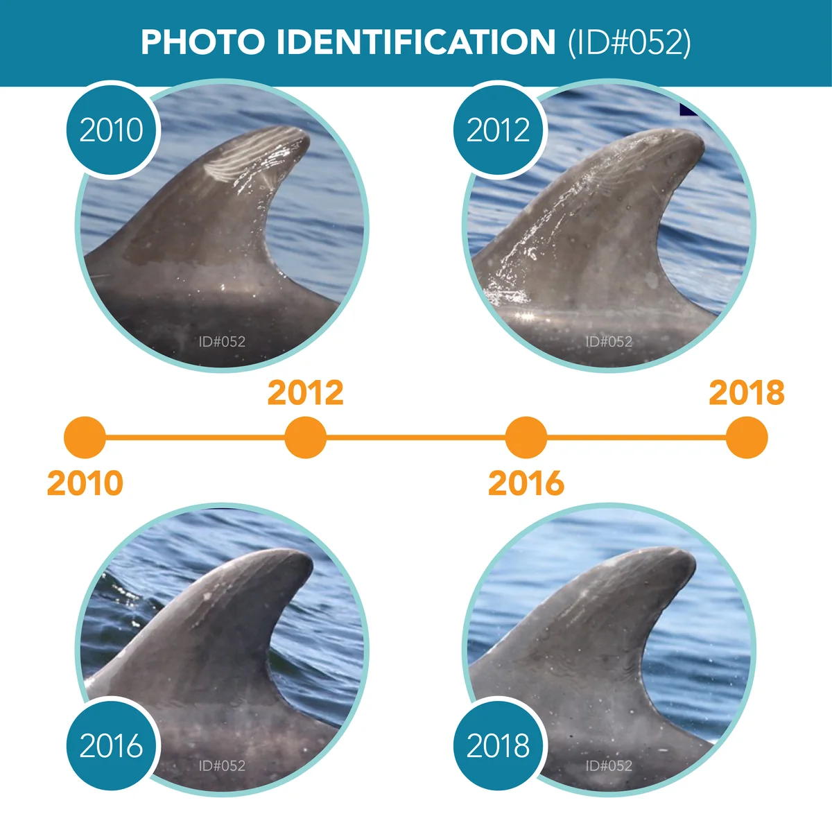 Kaggle competition image for Happywhale - Whale and Dolphin Identification