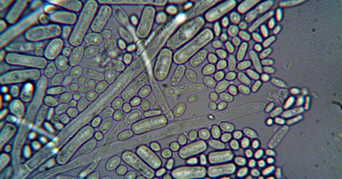 Albumentations in Life Sciences: Who Actually Uses It