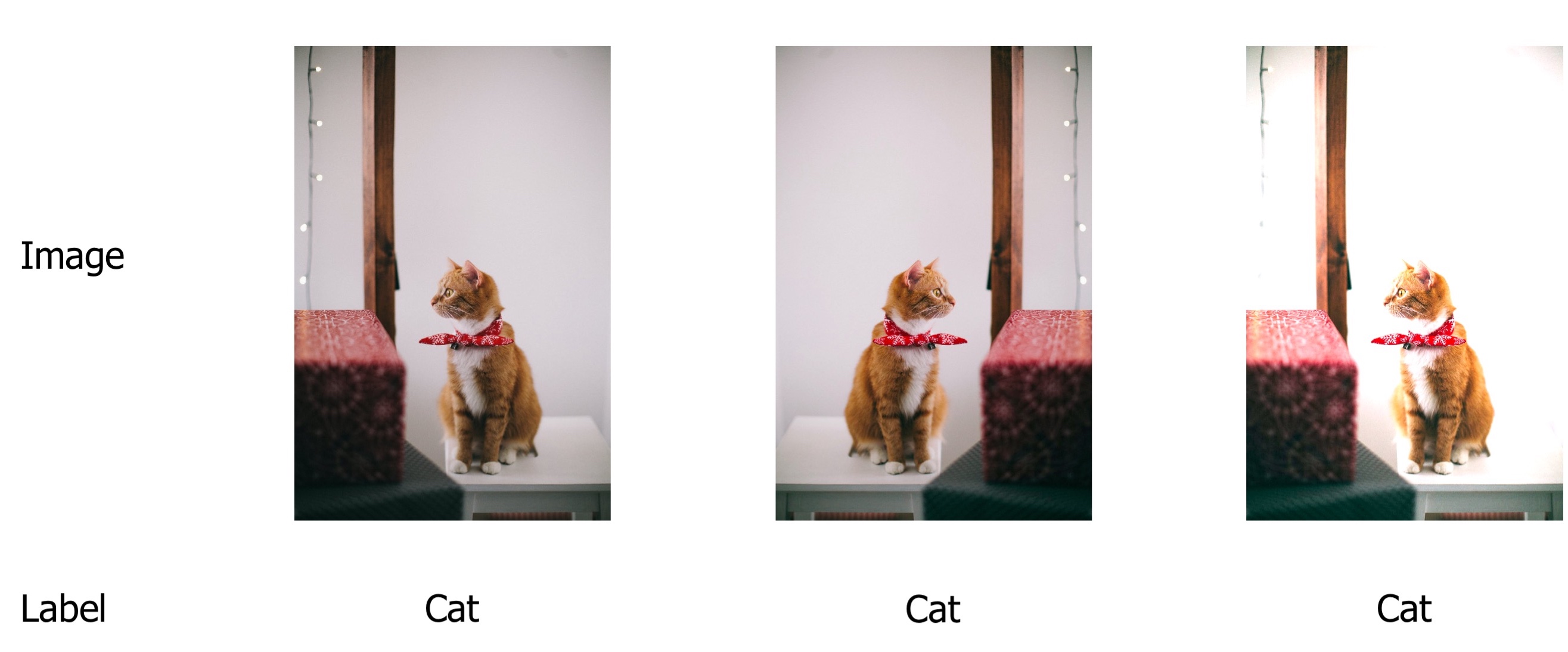 Examples of augmented images and their respective labels for the image classification task